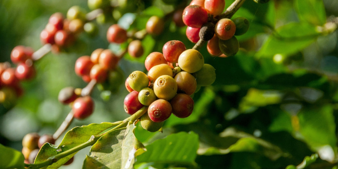 The Journey of a Coffee Bean: From Farm to Cup